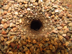 Myrmecocystus