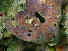 Niphates caycedoi