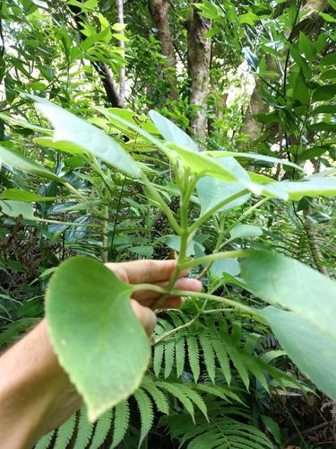 Cyrtandra sandwicensis observed 2021-08-28
