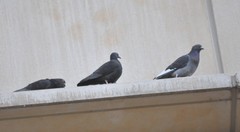 Columba livia domestica