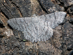 Crypsiphona tasmanica