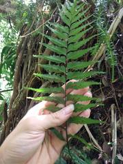 Asplenium contiguum