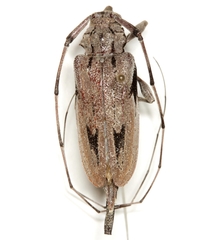 Acanthocinus nodosus