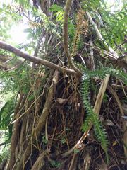 Phlegmariurus phyllanthus