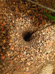 Myrmecocystus