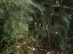 Gleichenia dicarpa