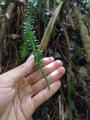 Phlegmariurus phyllanthus