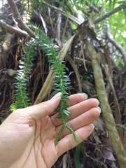 Phlegmariurus phyllanthus