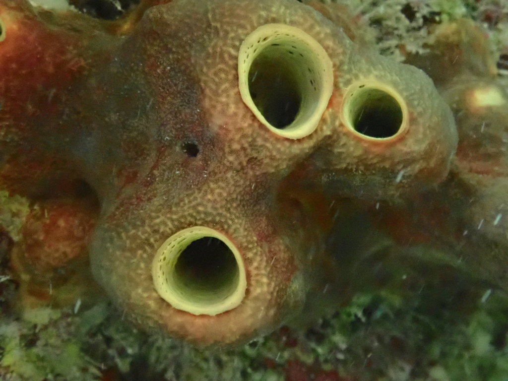 Photo of Yellow-brown rope sponge (Aplysina fulva)