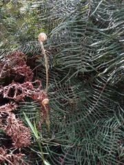 Gleichenia dicarpa