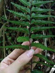 Asplenium contiguum