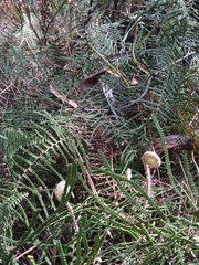 Gleichenia dicarpa