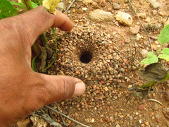 Myrmecocystus