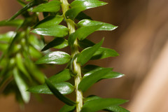 Phlegmariurus phyllanthus