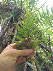 Asplenium contiguum