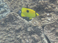 Chaetodon interruptus