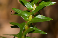 Phlegmariurus phyllanthus