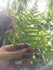 Asplenium contiguum