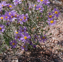 Dieteria bigelovii
