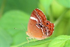 Abisara abnormis