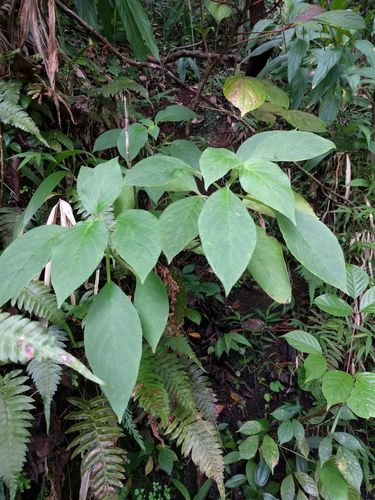 Cyrtandra sandwicensis observed 2021-08-28