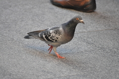 Columba livia domestica