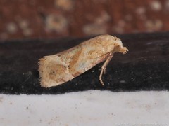 Cochylis bucera