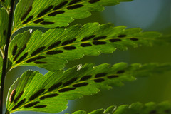Asplenium contiguum
