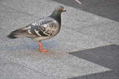 Columba livia domestica