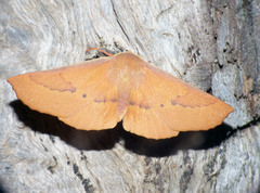 Monoctenia falernaria