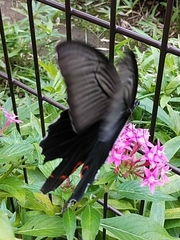 Papilio demetrius demetrius