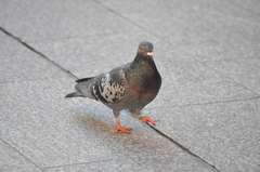 Columba livia domestica
