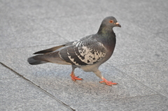 Columba livia domestica