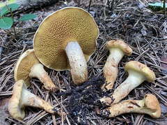 Suillus decipiens