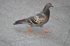 Columba livia domestica