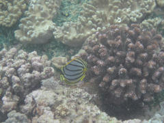 Chaetodon meyeri