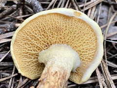 Suillus decipiens