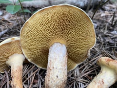 Suillus decipiens