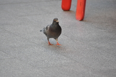 Columba livia domestica