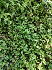 Pilea nummulariifolia