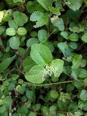 Pilea nummulariifolia