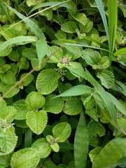 Pilea nummulariifolia