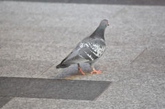 Columba livia domestica