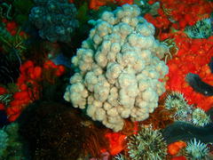 Eunephthya thyrsoidea