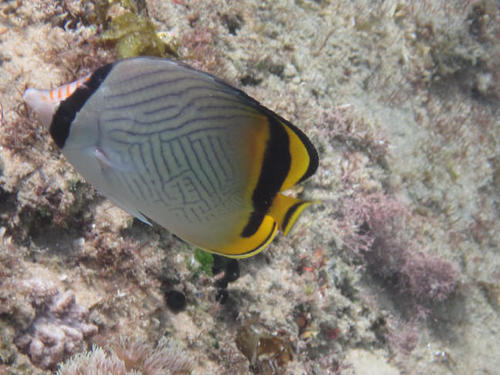 Chaetodon vagabundus