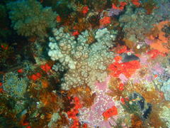 Eunephthya thyrsoidea