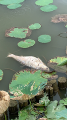 Cyprinus rubrofuscus