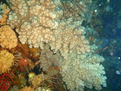 Eunephthya thyrsoidea