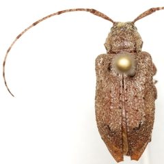 Astylopsis arcuata