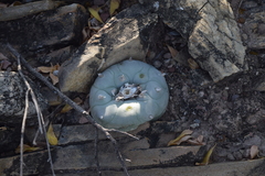 Lophophora diffusa